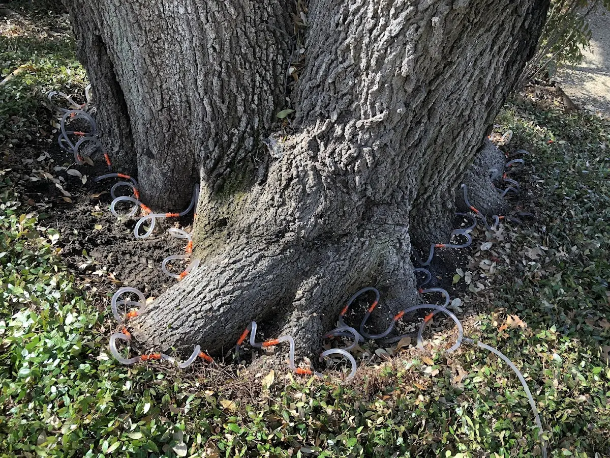 Detailed Tree Cabling and Bracing job site in Newfield